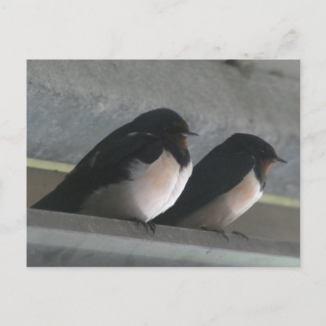 Deux mignonnes hirondelles do-it-yourself carte po (Devant)