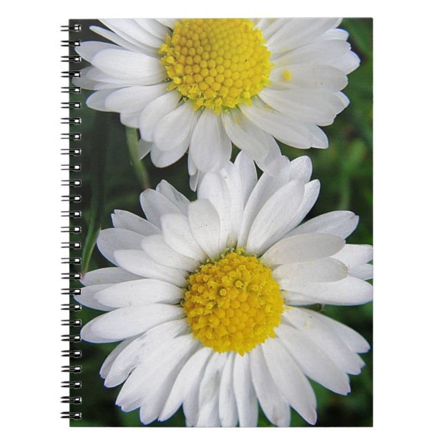 Deux mignons carnets de marguerites blanches (Devant)