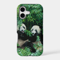 Deux pandas mangeant du bambou ensemble, Wolong