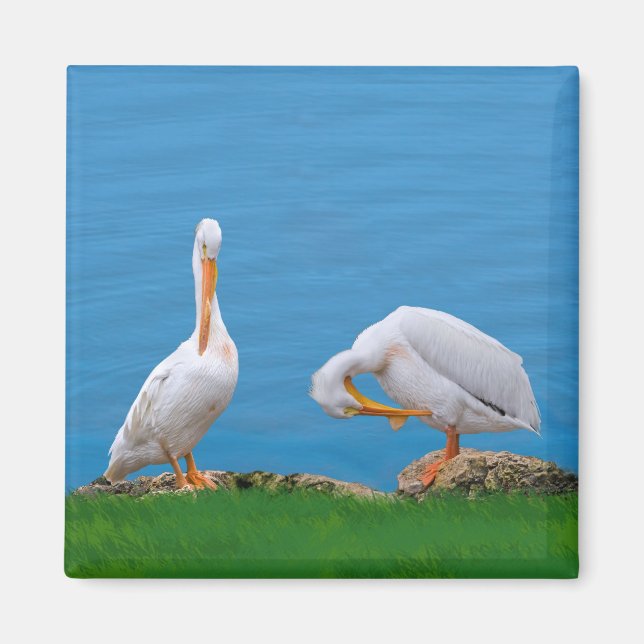 Deux pélicans avec un aimant à Itch (Devant)
