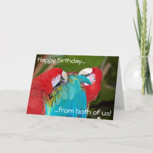 Deux perroquets macaw carte de voeux