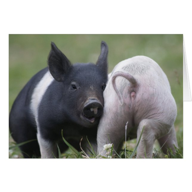 Deux Petits Cochons ; Porcs - Bébés Animaux Mignon (Devant horizontal)