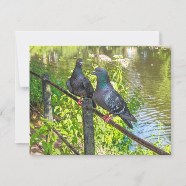 Deux pigeons. Lac Roath Park, Cardiff, Pays de Gal (Devant)