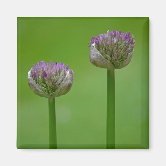'Deux Pois Dans Une Poitrine' Magnet Fleur sauvage (Devant)