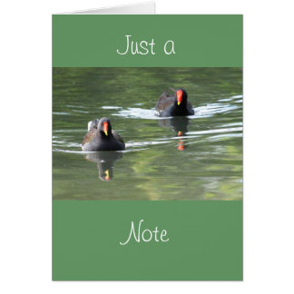 Deux poules d'eau