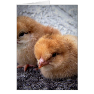 deux poules rouges de l'île rhode photo vignette