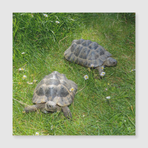 Deux tortues dans de l'herbe verte