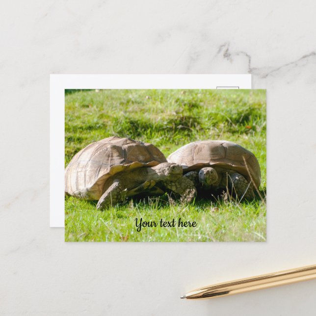 Deux tortues - Meilleurs amis ! Carte postale (Devant/Arrière en situation)