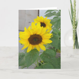 Deux tournesols carte de voeux