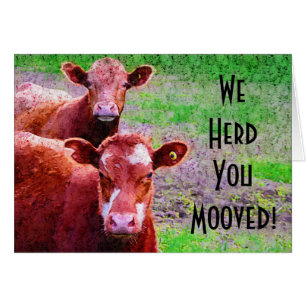 Deux vaches nous vous vivons en troupe Mooved !