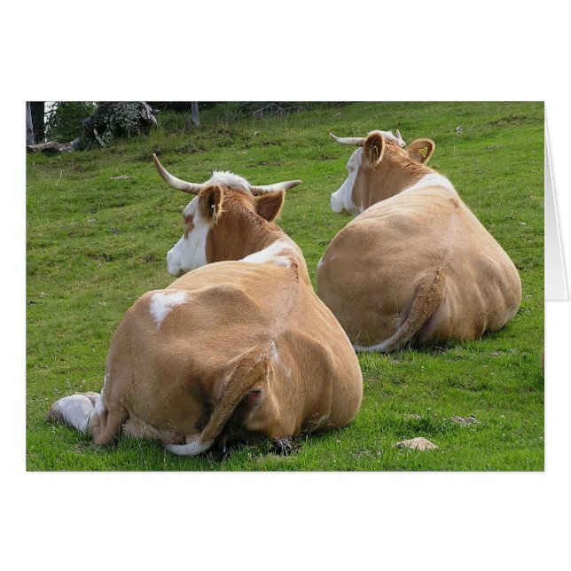 Deux vaches reposant (Devant Horizontal)