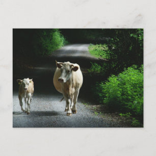 Deux vaches sur la carte postale Bummel