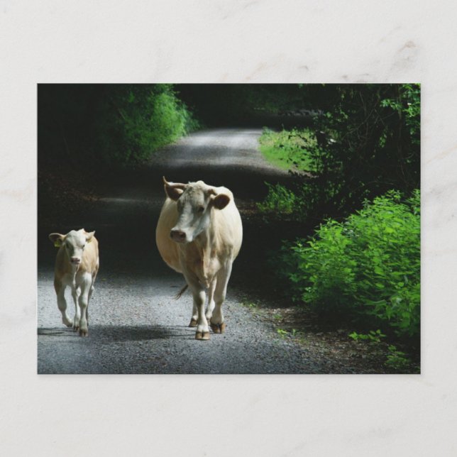 Deux vaches sur la carte postale Bummel (Devant)