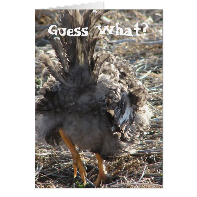 Devinez Quoi ? Bouton de poulet (Devant)