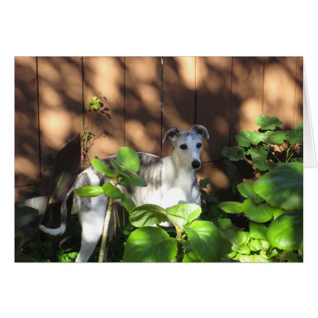 Devo Whippet (Devant Horizontal)