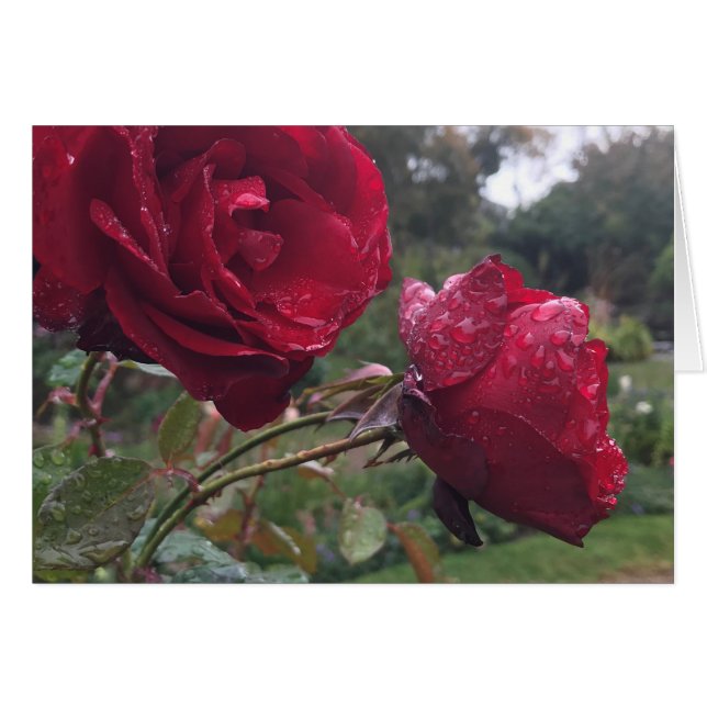 Dew Drop (Devant horizontal)