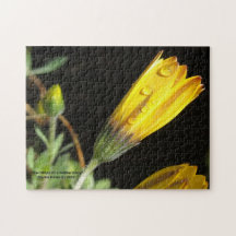 Dew Drop sur une marguerite jaune - Puzzle