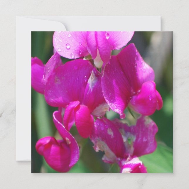 Dew Drops on Sweet Pea (Devant)
