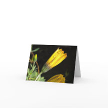 Dew sur une marguerite jaune - Carte de note