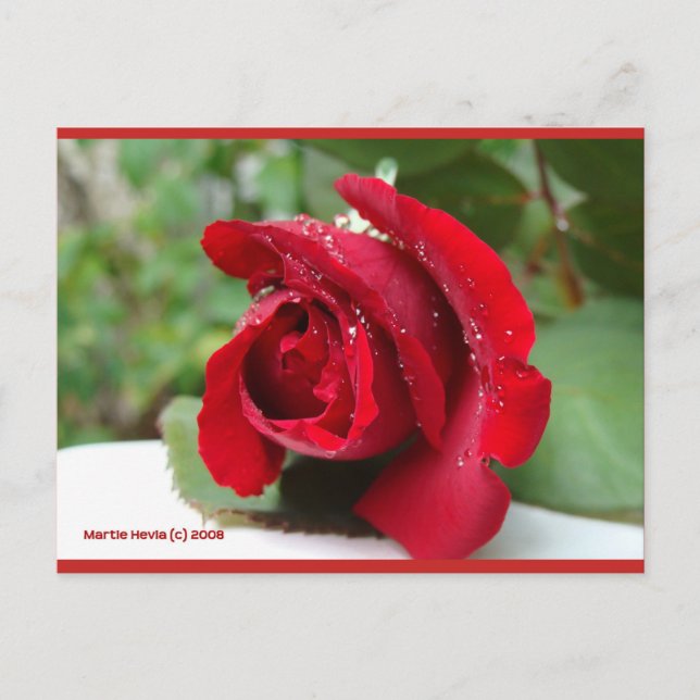Dew sur une rose rouge | Carte postale Blue Beach  (Devant)
