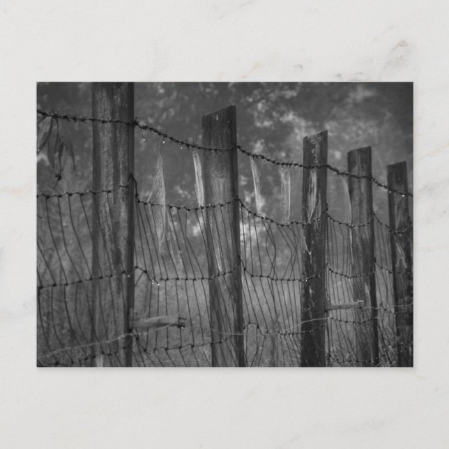 Dewwebs sur carte postale Barbed Wire (Devant)