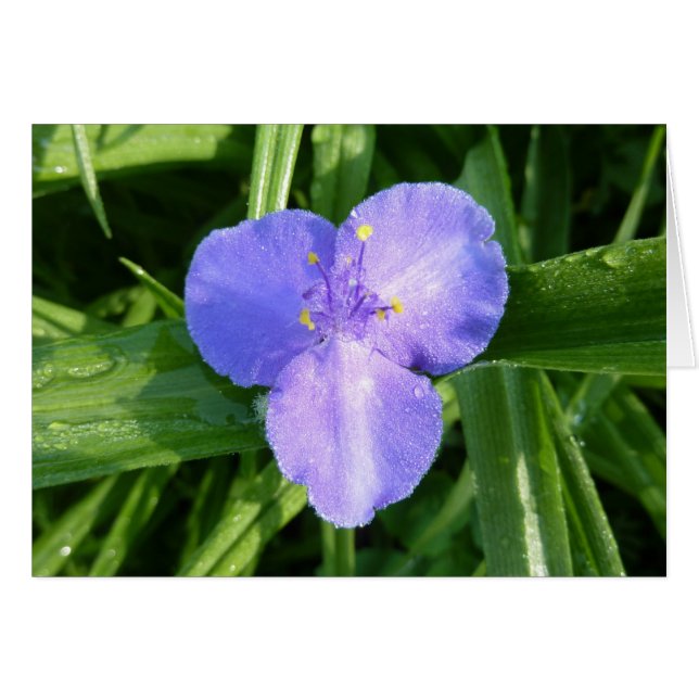 Dewy Trillium Fleur sauvage de printemps (Devant horizontal)