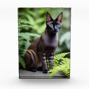 Dexter Le Chat Siamois Noir, Bloc Photo