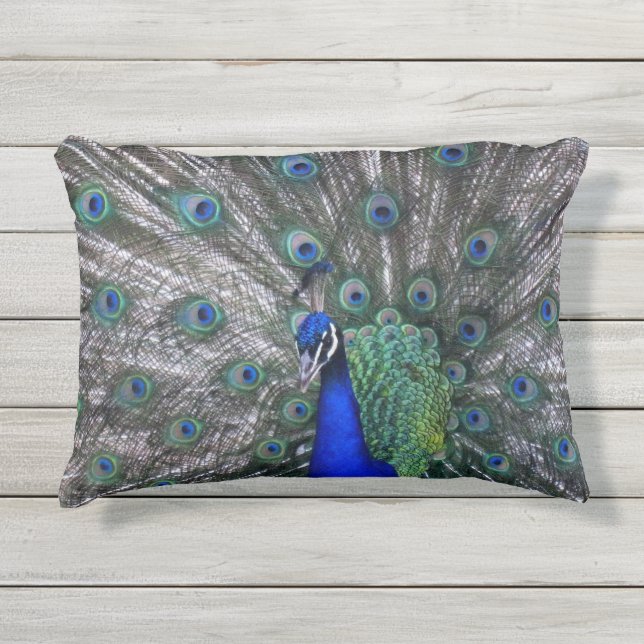 D'extérieur Coussin extérieur d'accent de paon fier (Devant)