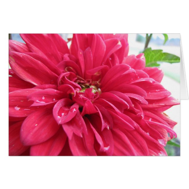 dhalia survit à la sécheresse (Devant horizontal)