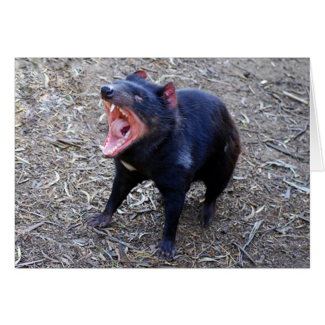 Diable tasmanien montrant son bâillement méchant (Devant Horizontal)