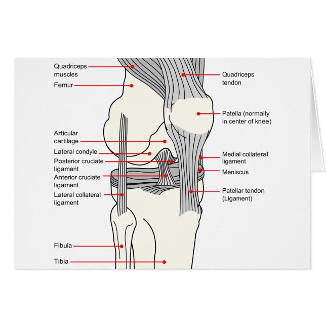Diagramme anatomique d'un joint humain du genou (Devant horizontal)