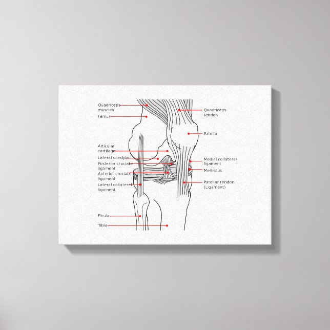 Diagramme anatomique sur toile de l'articulation d (Recto)
