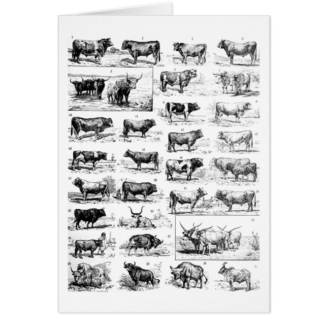 Diagramme bovin (Devant)