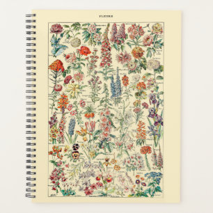 Diagramme de Fleur sauvage botanique Fleurs