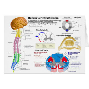 Diagramme de la colonne vertébrale humaine