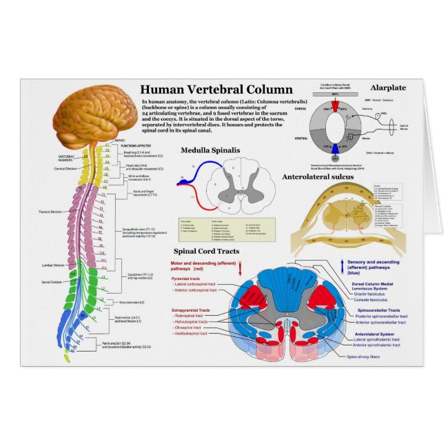 Diagramme de la colonne vertébrale humaine (Devant horizontal)