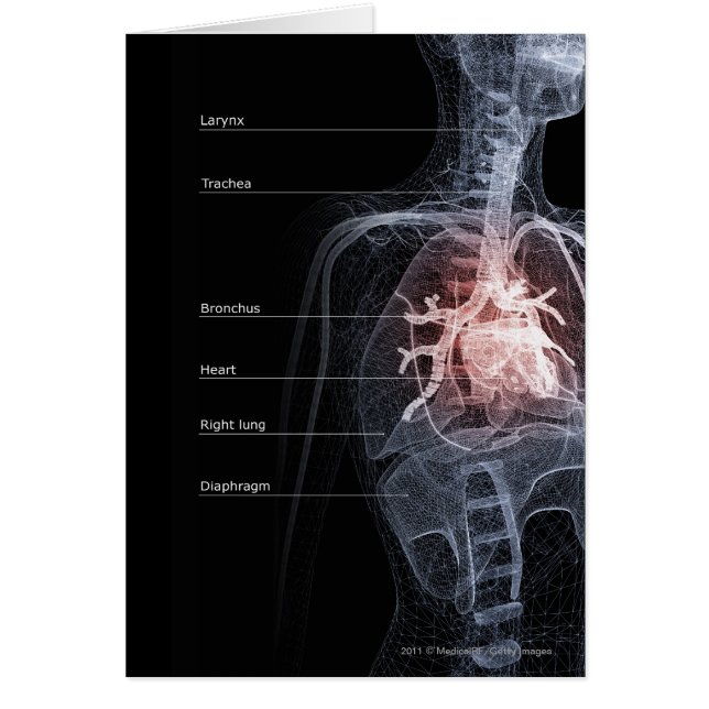Diagramme de l'appareil respiratoire et du coeur (Devant)