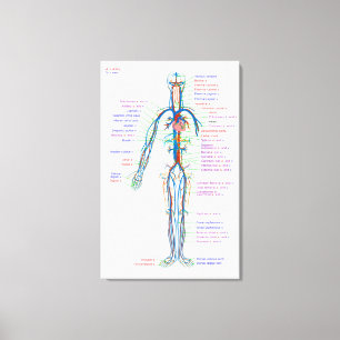 Diagramme de toile Artères du système circulatoi
