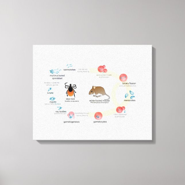 Diagramme de toile Babesia microti cycle de vie (Recto)