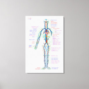 Diagramme de toile Système circulatoire humain Art
