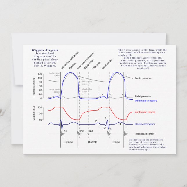 Diagramme de Wiggers (Devant)