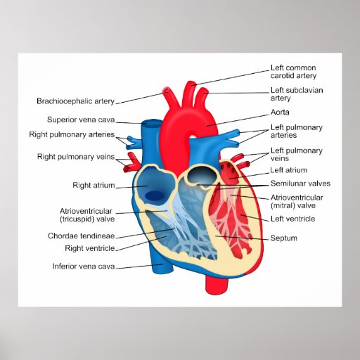 Diagramme des différentes parties du coeur humain posters | Zazzle