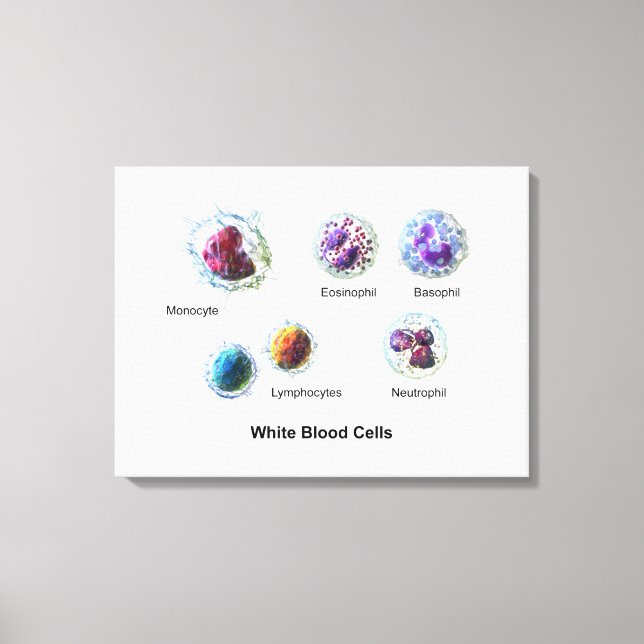 Diagramme des globules blancs leucocytes sur toile (Recto)
