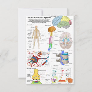 Diagramme du cerveau humain et du système nerveux