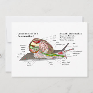 Diagramme d'un escargot de jardin commun (Helix as