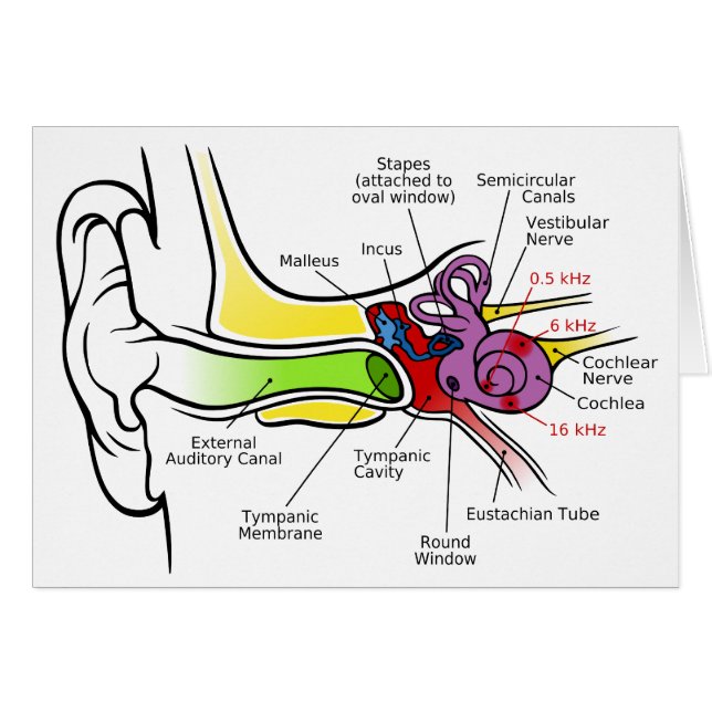 Diagramme humain d'oreille avec la cartographie (Devant horizontal)