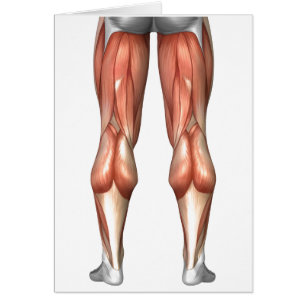Diagramme illustrant les groupes de muscles de la 