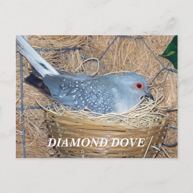 DIAMOND DOVE SUR LA CARTE POSTALE DU NEST (Devant)