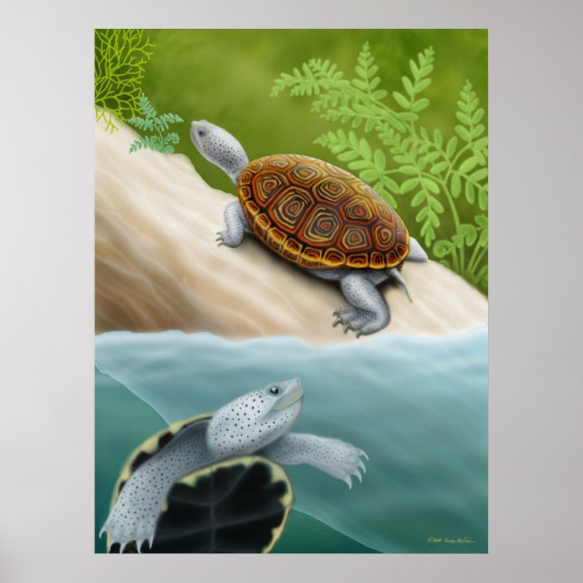 Diamondback Terrapin Turtles Poster (Devant)
