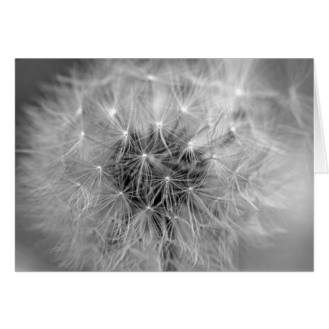 Diaphane (Devant horizontal)